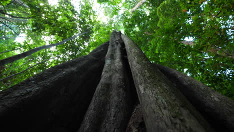 Massiver-Baumstamm-Unter-Sicht-Des-Amazonas-Waldes-Guayana